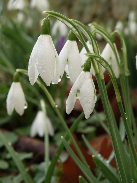 Snowdrop Birth Flower Meaning